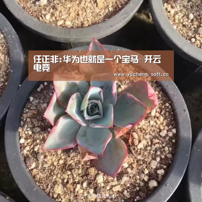 开云电竞app下载安装